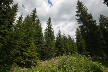 Wild flowers in the forest in Val Venegia, Trentino, Italy