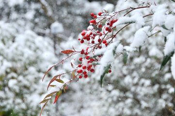 雪の被った南天の葉と赤い実