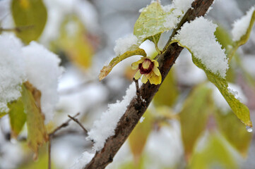 雪の被ったウンナンロウバイの黄色い花と葉とつぼみ