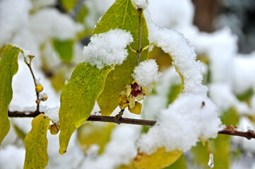 雪の被ったウンナンロウバイの黄色い花と葉とつぼみ