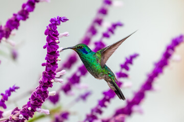 Green Violet-ear hummingbird (Colibri thalassinus) in flight isolated on a green background in Costa Rica