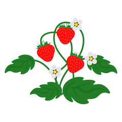 Strawberry Bush with berries and flowers. Vector illustration on a white background.