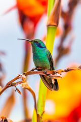 Green Violet-ear hummingbird (Colibri thalassinus) in flight isolated on a green background in Costa Rica
