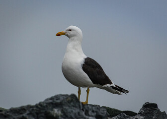 Kelp gull in Antarctica (Larus dominicanus)