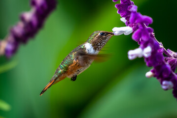 Green Violet-ear hummingbird (Colibri thalassinus) in flight isolated on a green background in Costa Rica