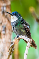 Green Violet-ear hummingbird (Colibri thalassinus) in flight isolated on a green background in Costa Rica