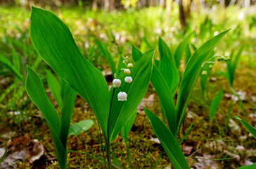Lilies of the valley in a forest glade