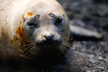 Fototapeta premium アザラシ