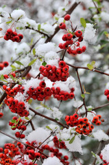 冬の花山手毬の赤い果実