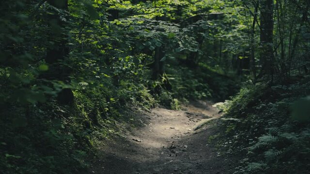 Walk through the forest in the Gauja National Park. The path between the trees climbs the hill. The sun is shining between the trees. Latvia