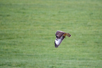common buzzard buteo