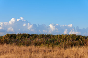 wheat field and blue sky