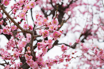 Ume - Japanese Apricot in Osaka Castle Park
