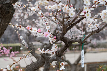 Ume - Japanese Apricot in Osaka Castle Park