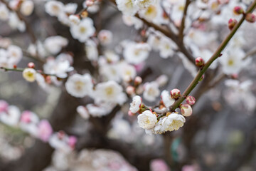 Ume - Japanese Apricot in Osaka Castle Park