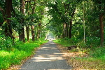 Fototapeta premium A path in the park