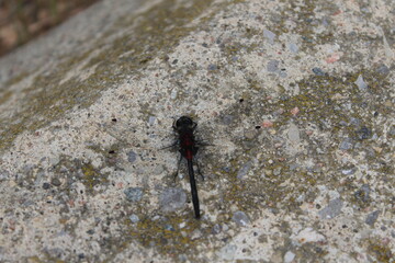 Dragonfly
