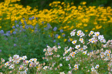 Flower bed with Japanese anemone in front and blue echinops and yellow rudbeckia in bokeh