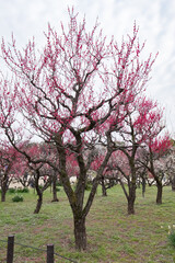 Ume - Japanese Apricot in Osaka Castle Park