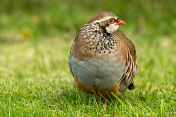 Red-legged or French Partridge.  Close up of this small and colourful game-bird.  Scientific name, Alectoris Rufa.  Facing right.  Blurred background.  Space for copy.  Horizontal.