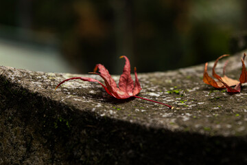 Hoja de otoño en Japón