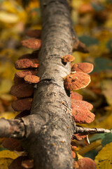 Obraz premium A group of flat red-orange mushrooms grows on a broken branch. Beautiful mushrooms in the forest on a tree. Autumn concept, background