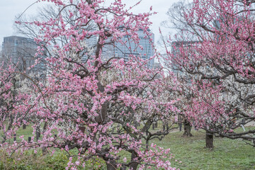 Obraz na płótnie Canvas Ume - Japanese Apricot in Osaka Castle Park