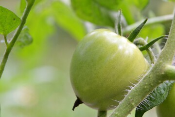 Green tomato. Unripe green tomato growing in the vegetables garden. Tomato in the greenhouse with the green fruit. The green tomato on a branch. Agriculture concept