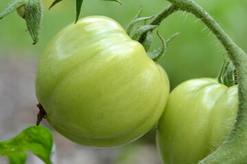 Green tomatoes. Unripe green tomatoes growing in the vegetables garden. Tomatoes in the greenhouse with the green fruits. The green tomatoes on a branch. Agriculture concept