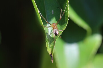unbestimmte große Spinne im Garten