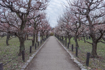 Fototapeta na wymiar Ume - Japanese Apricot in Osaka Castle Park