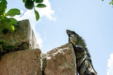 Iguana, Mérida Yucatán, Tren Maya