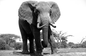 A close up of a single large Elephant (Loxodonta africana) in Kenya.  Front on. Black and White.