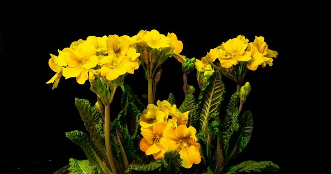 Yellow primrose flowers on a black background, time lapse, 4k