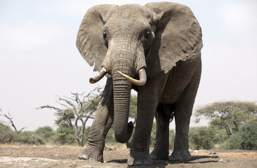 Fototapeta na wymiar A close up of a single large Elephant (Loxodonta africana) in Kenya. Front on