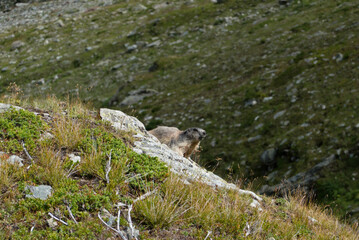 Alpine marmot, Marmota marmota in an alpine landscape