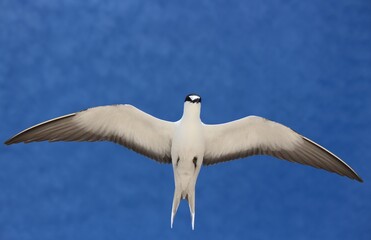 Sooty Tern (Onychoprion fuscatus), Lord Howe Island, Australia