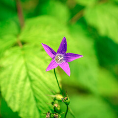 Purple bell on a background of bright green leaves close-up