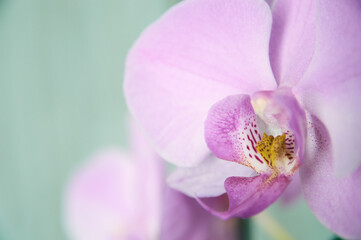 Purple orchid branch with big violet flowers isolated