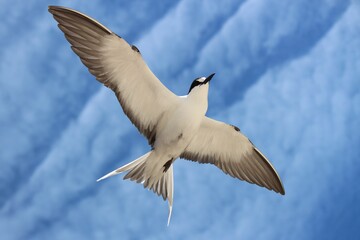 Sooty Tern (Onychoprion fuscatus), Lord Howe Island, Australia