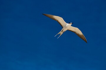Sooty Tern (Onychoprion fuscatus), Lord Howe Island, Australia