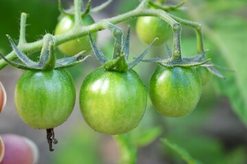 Green tomatoes. Unripe green tomatoes growing in the vegetables garden. Tomatoes in the greenhouse with the green fruits. The green tomatoes on a branch. Agriculture concept