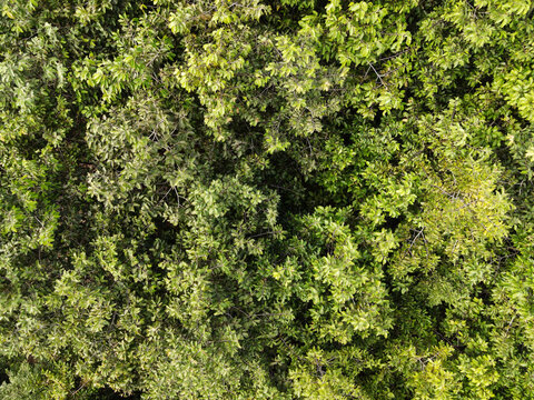 Dipterocarpus alatus trees in forest top view.