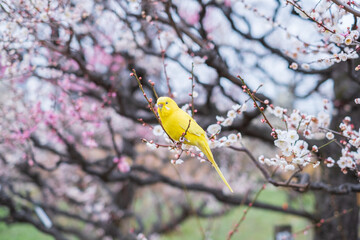 Parakeet in Japanese Apricot Garden in Osaka Castle Park