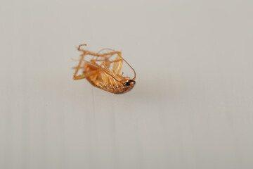 cockroaches are brown on a white background isolated