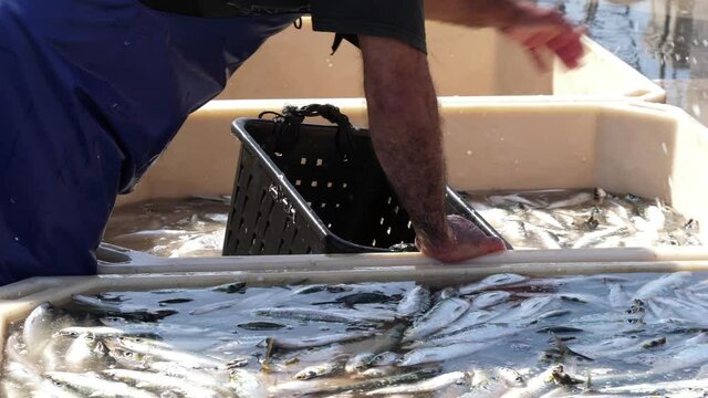 fish being loaded from boat by fishermen in harbor slow motion 4k
