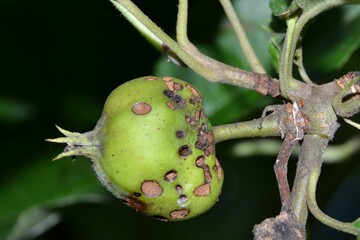 Green apple with worm holes hanging from tree branch. Non-agricultural wild apple bitten by worms. 