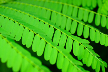 Green mimosa or acacia leaves pattern