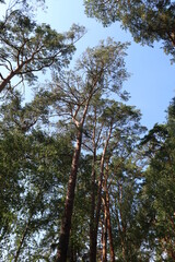 Countryside park near Oka river 5