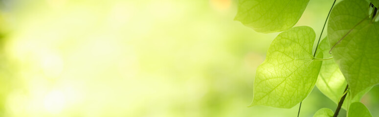 Concept nature view of green leaf on blurred greenery background in garden and sunlight with copy space using as background natural green plants landscape, ecology, fresh wallpaper concept.